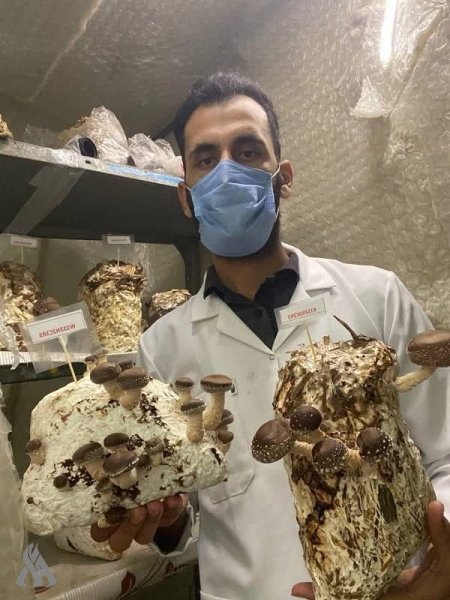 إنجاز علمي عراقي.. إنتاج فطر طبي نادر بكلفة منخفضة وبمواد محلية » وكالة الانباء العراقية (واع)